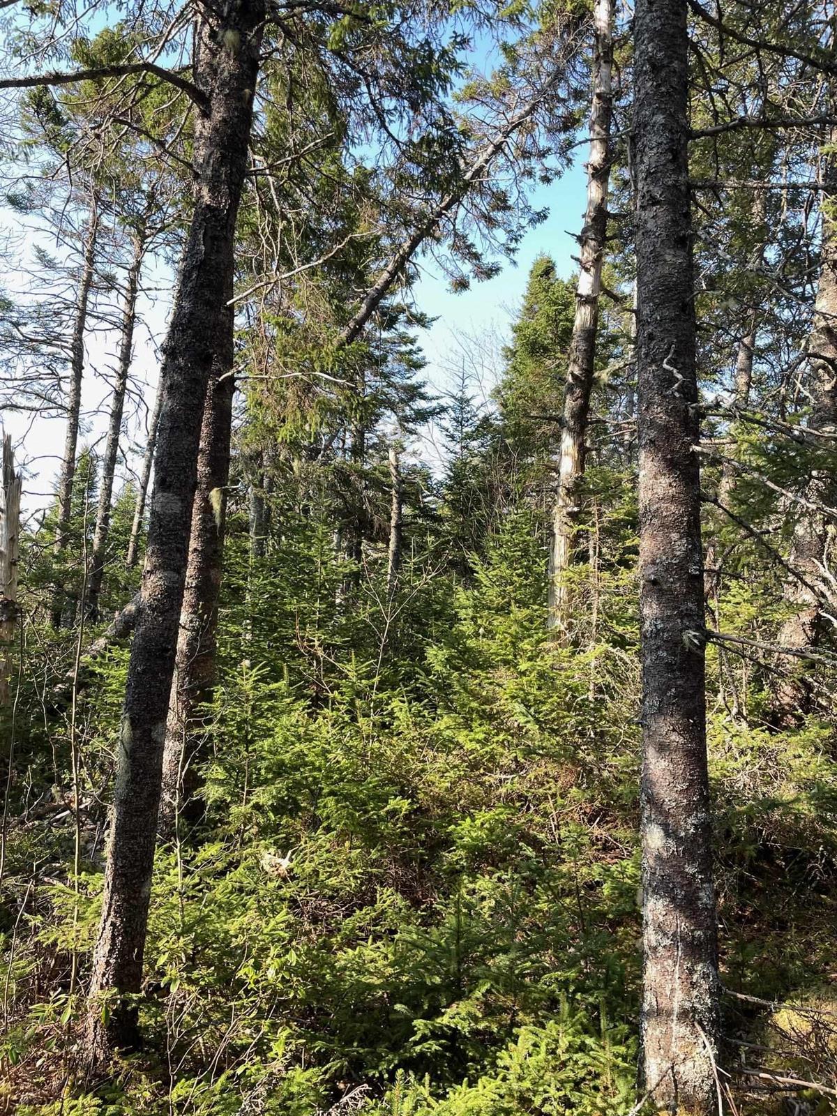 Middle Village Road, West Dover, (MLS® 202311397) RE/MAX nova