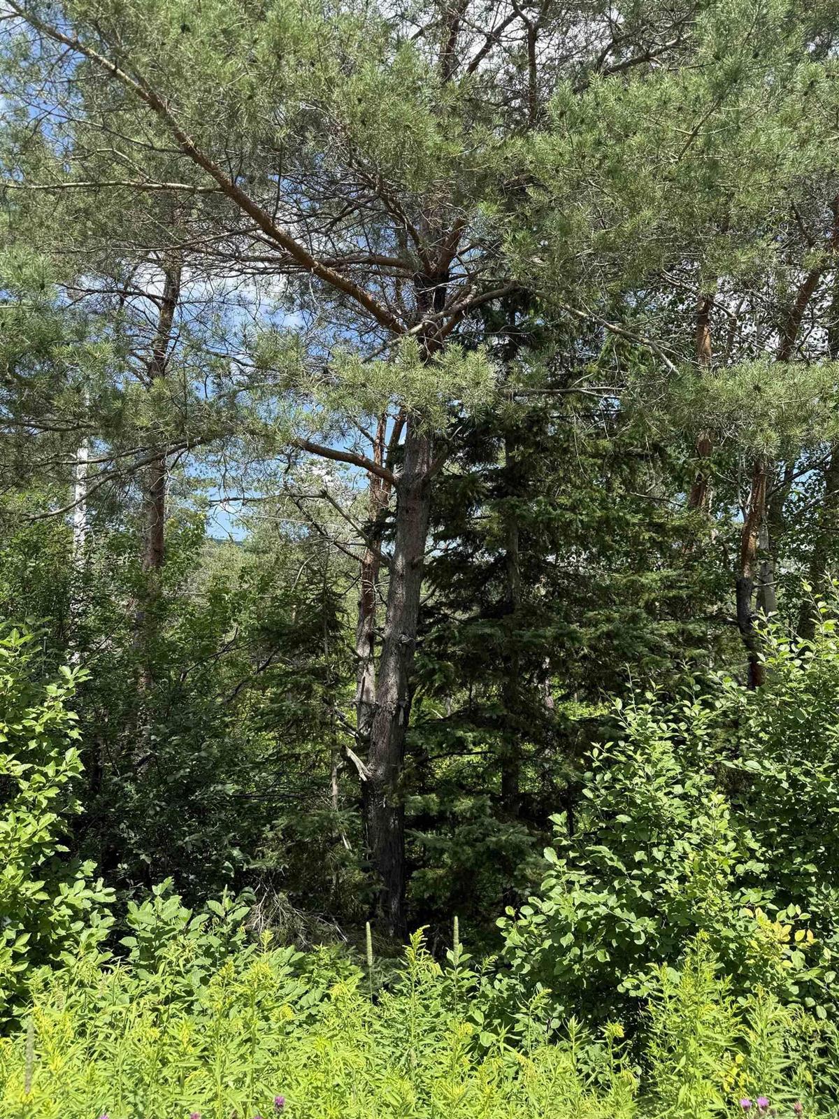  MLS ()