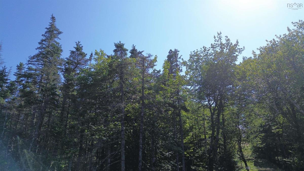  MLS ()
