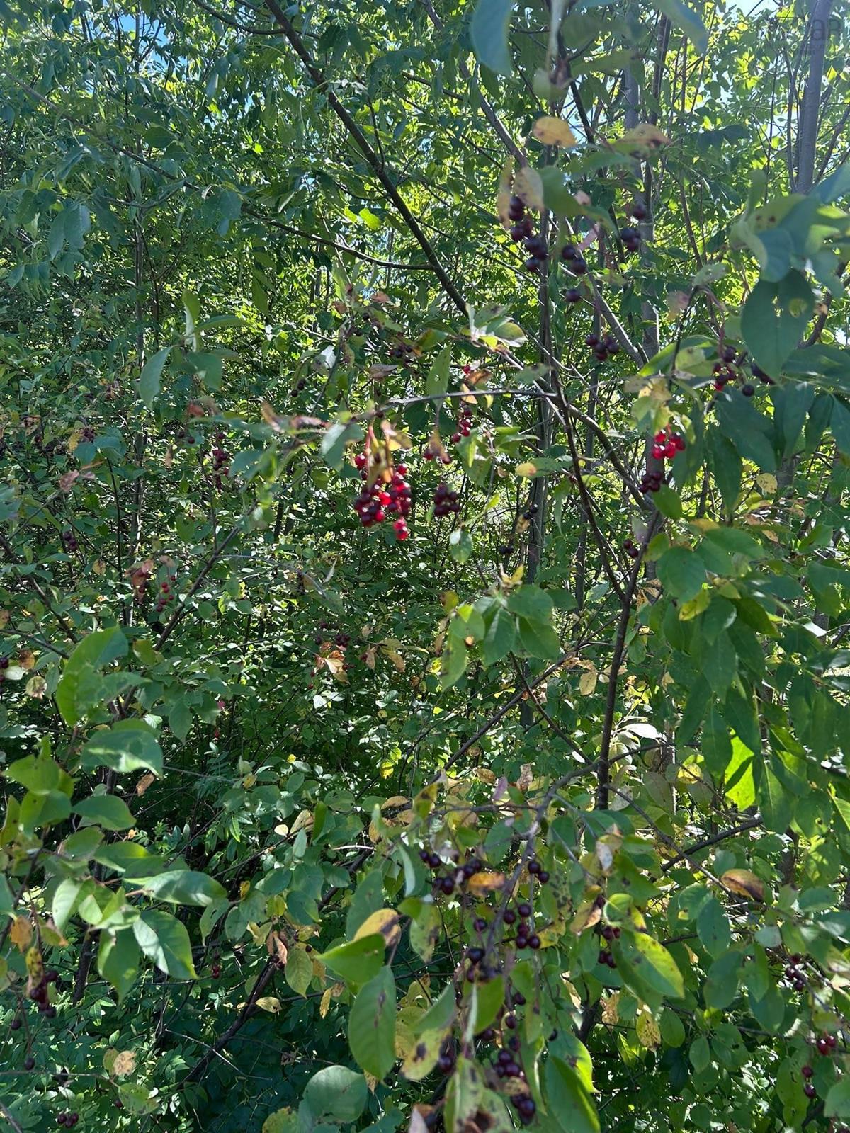  MLS ()