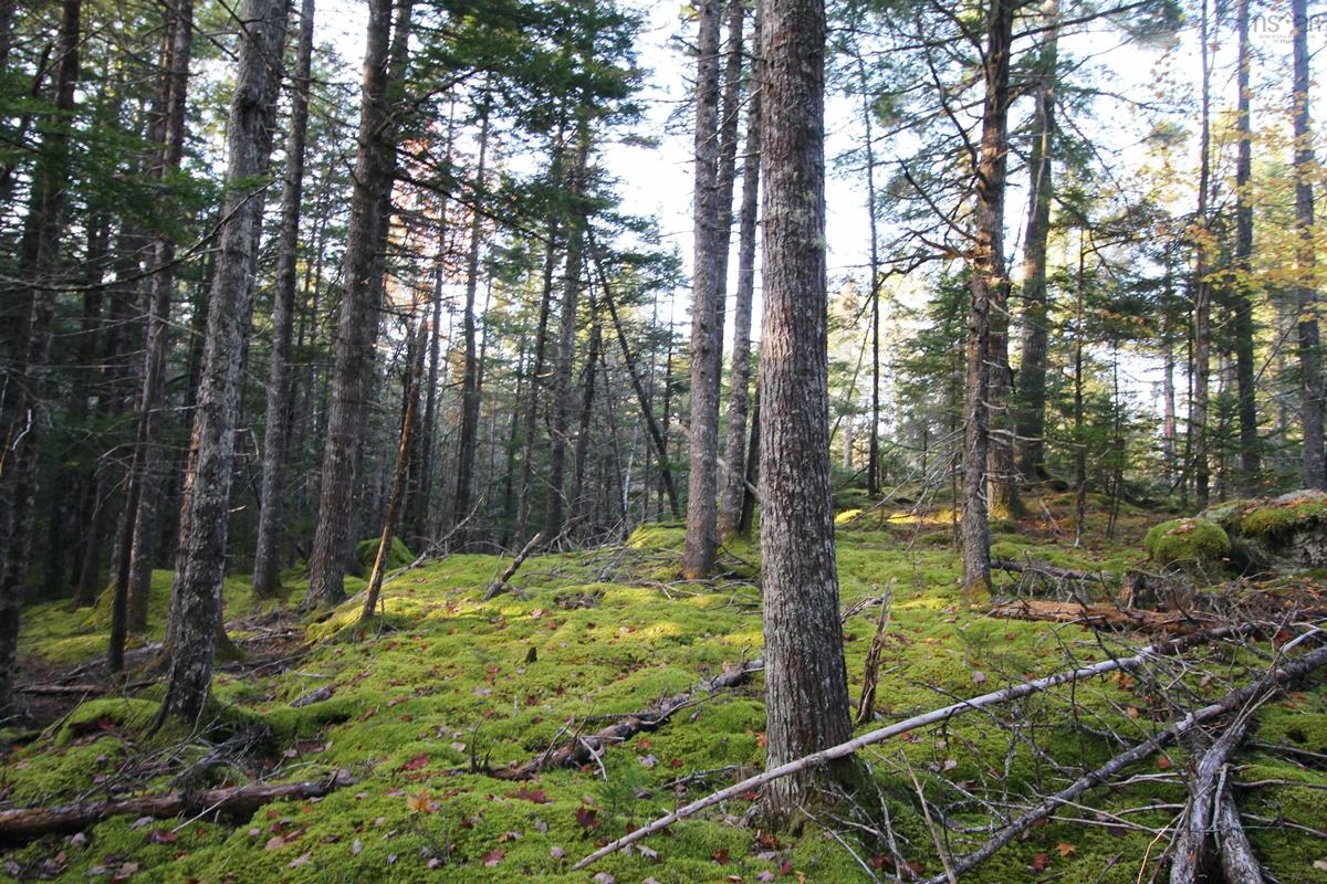  MLS ()